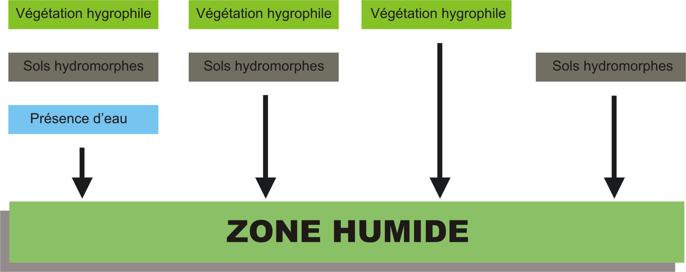 Définition Des Zones Humides | Syndicat Mixte Du Bassin Versant De La ...